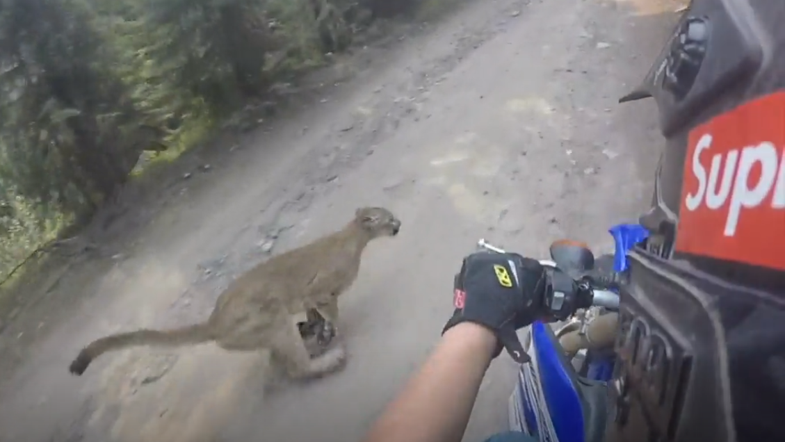 Dirt biker meets mountain lion